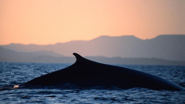 Fin whale surfacing, Sea of Cortez, Mexico