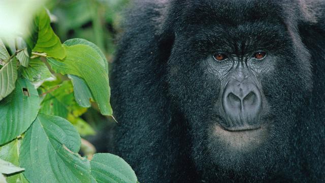 Mountain gorilla, Virunga NP, DR Congo