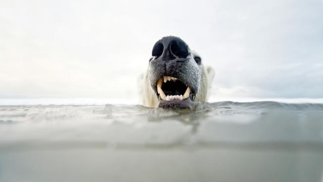 Polar bear submerged in water
