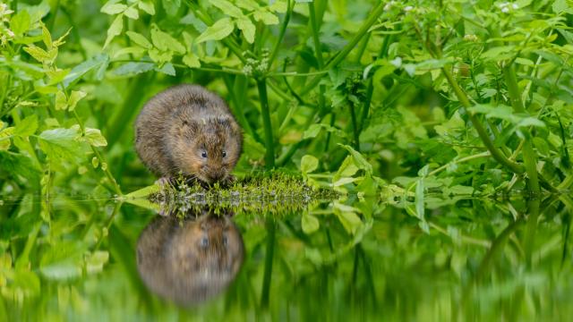 Water vole