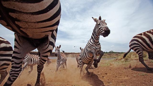 Zebra running and jumping 
