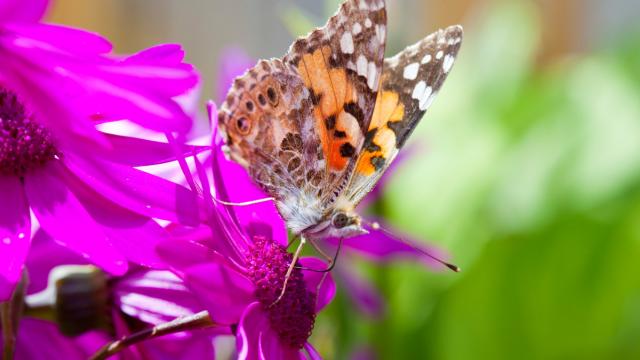 A Painted Lady butterfly feeding on garden flowers, UK.