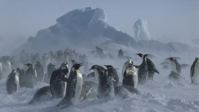 Aptenodytes forsteri Emperor penguin Adults & chicks in snow storm Dawson-Lambton Glacier, Antarctica
