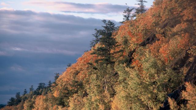Mandchurian temperate broadleaf (or deciduous forest) in the Sikhote Alin mountains along the Khor River.