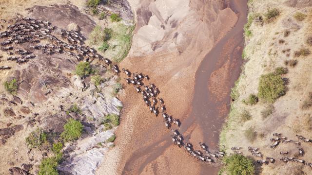 Aerial view of the Blue Wildebeest (Connochaetes taurinus) migration. Up to 1.5 million wildebeest move through the Mara/Serengeti ecosystem each year. This is one of the worlds last great animal migrations. Masai Mara National Reserve. Kenya