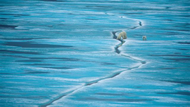 Polar Bear (Ursus maritimus), female and cub on sea ice, Baffin Island, Nunavut, Canada, Arctic.