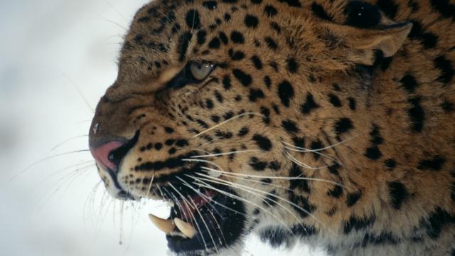 Amur leopard, (Panthera pardus orientalis) snarling in snow. Captive.