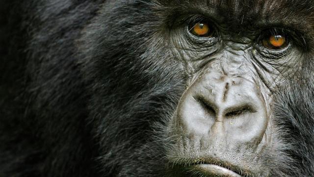 Mountain gorilla (Gorilla beringei beringei) young female, portrait, Volcanoes NP, Virunga mountains, Rwanda