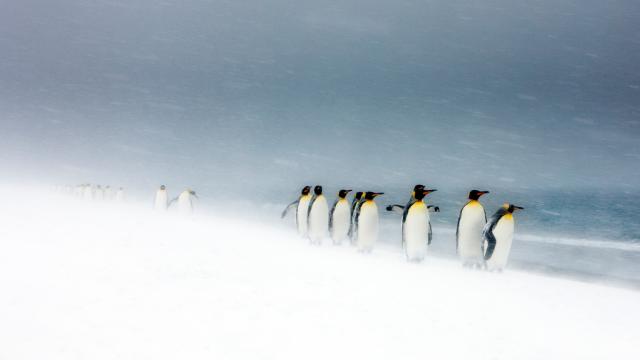 King Penguins (Aptenodytes patagonicus) walking in line in snow storm, South Georgia.