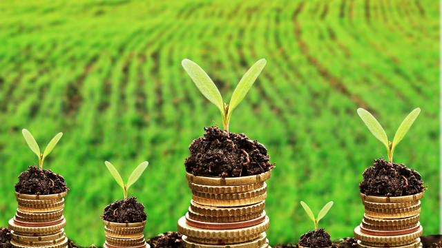 Currency and money in soil with young plant seedlings representing sustainable develepment