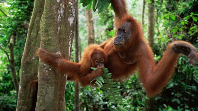 Sumatran Orang utan mother and baby sitting in tree