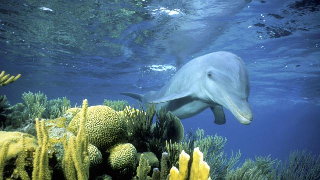 Sociable wild Bottlenose dolphin