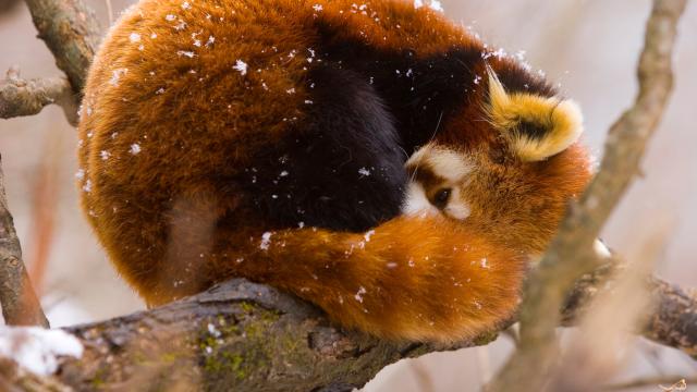 Red panda