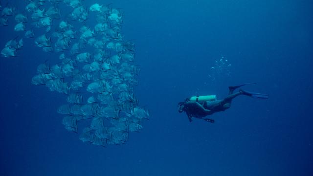 Atlantic spadefish school with a diver