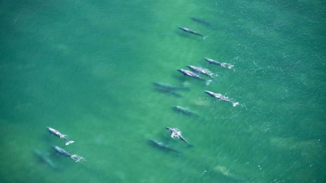 Whales swimming in the Pacific Ocean