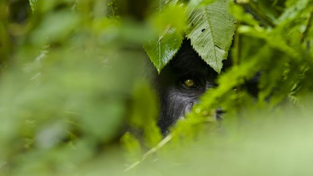Gorilla hiding in the undergrowth