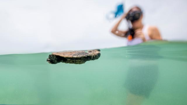 Turtle submerged in water