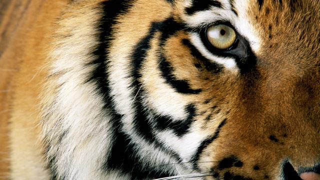 Close up of a tiger  © National Geographic Stock / Michael Nichols / WWF