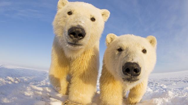 Two curious young Polar bears © naturepl.com / Steven Kazlowski / WWF