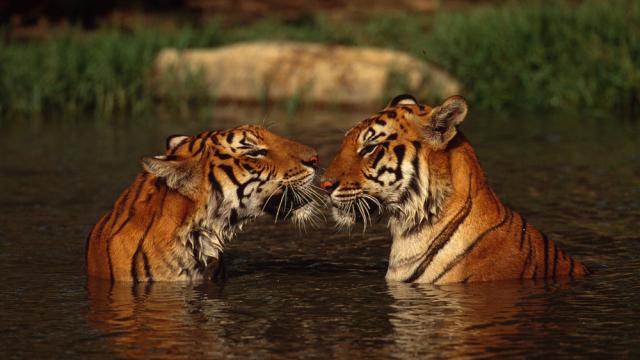 Bengal tigers