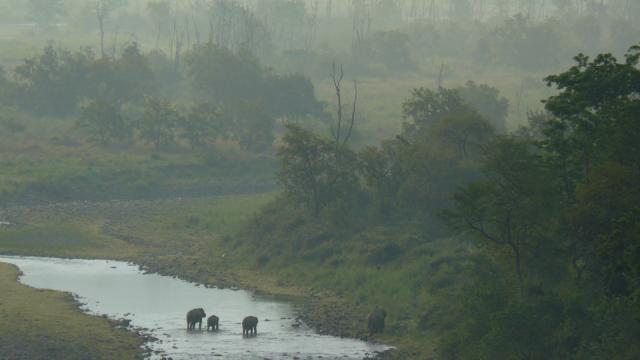 Elephants crossing the Ganges River