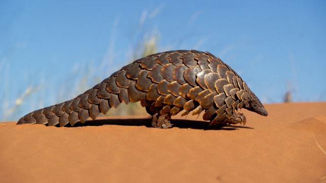 Cape pangolin