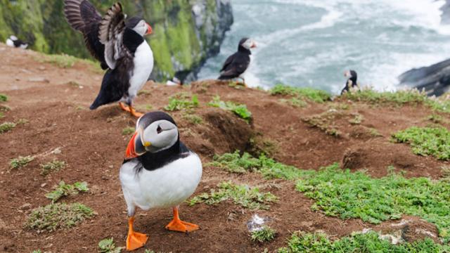 Puffins in Wales © iStock