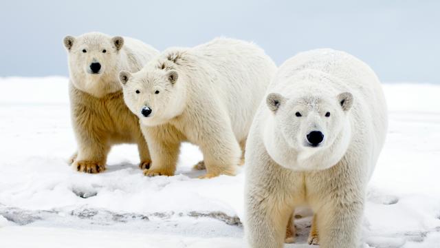 Polar bears