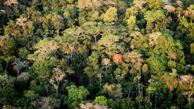 Amazon rainforest in Acre, Brazil © Greg Armfield / WWF-UK