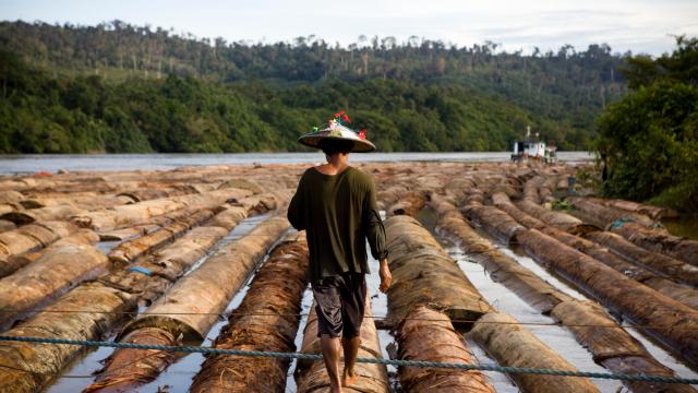 PT Ratah Timber, base camp for 97,690 Ha of concession. Logs are being rafted to be sent to a plywood processing plant, East Kalimantan, Borneo © WWF  Simon Rawles