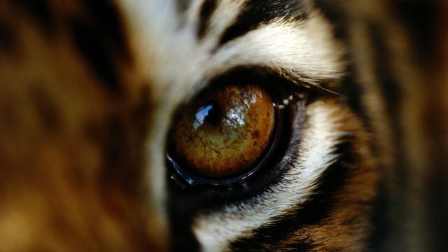 Tiger's eye
