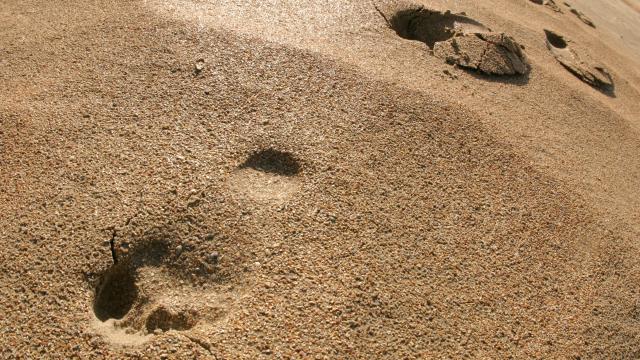 Footprints in the sand
