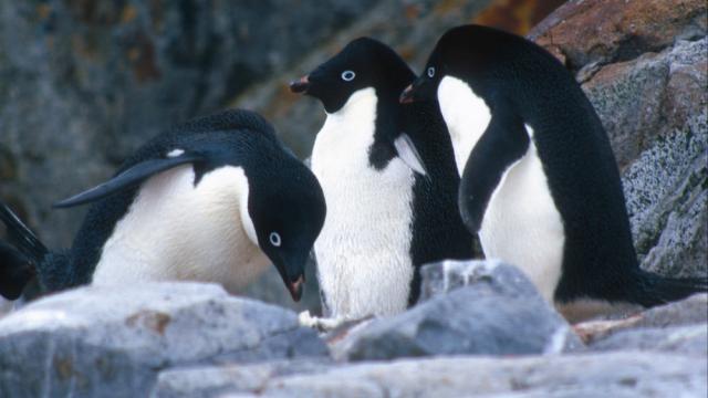 Pygoscelis adeliae, Adelie penguin. Adelie penguins, rookery, Petermann Island, Antarctic Peninsula. Antarctica