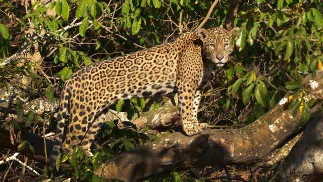 Jaguar perched on a tree