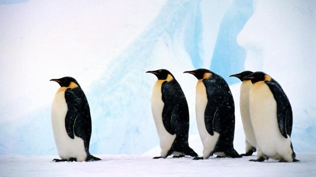 Emperor penguin Group against background of blue ice