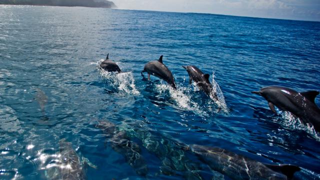 Spinner dolphins
