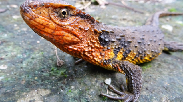 Vietnamese crocodile lizard © Thomas Ziegler