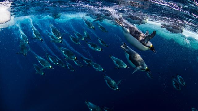 Emperor penguins (Aptenodytes forsteri) diving, Ross Sea, Antarctica. Picture taken from the Mario Zuchelli Base.
