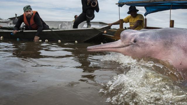 The team manages to net a group of four Amazon River Dolphins in Quebrada Valencia, a small tributary of the Loretayacu River Amazonas, Colombia.