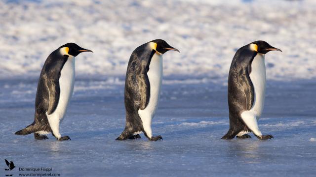 Three emperor penguins walking on ice