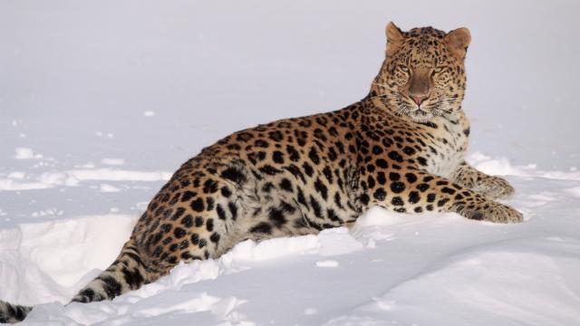 Amur leopard (Panthera pardus orientalis)