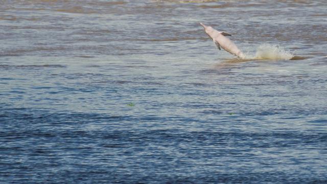 Gray dolphin. River dolphin (Sotalia fluviatilis). Amazonas. Peru