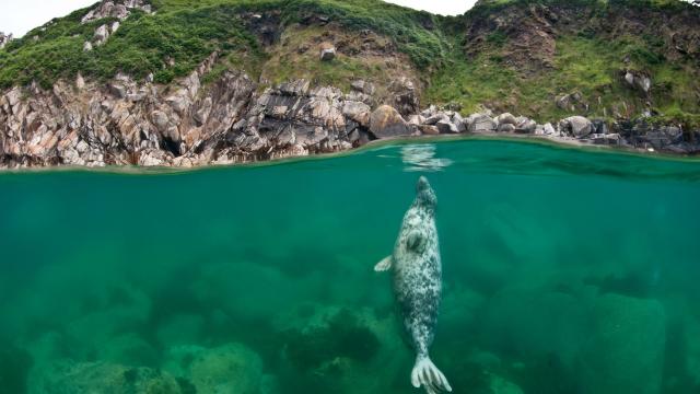 Lundy Island seal photo flipped