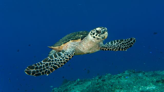 Marine turtle swimming 