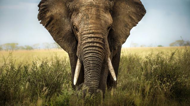 African elephant (Loxodonta africana) on the savanna in Africa