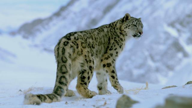 Snow leopard in snow on a mountain