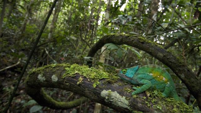 Parson's chameleon © naturepl.com / Edwin Giesbers / WWF