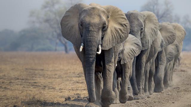 African elephants © Richard Barrett / WWF-UK