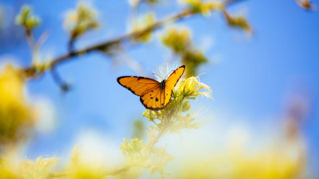 Butterfly in a Kaya forest