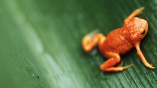 Acoustic monitoring - frog